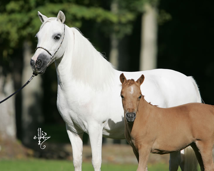 Modello Buckeroo Blue Phantom Loumir et sa mère